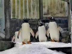 -悉尼海洋生物水族馆