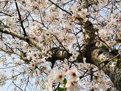 -高东镇樱花园