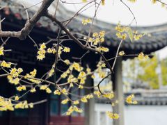-秋霞圃