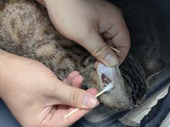 -纳吉亚猫专科动物诊疗中心(蒋宅口分院)