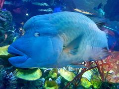 -迪拜帆船酒店海底餐厅