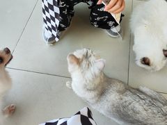 -怪兽屋·羊驼·猫咖·狗咖(俊华广场店)