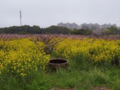 -南汇桃花村