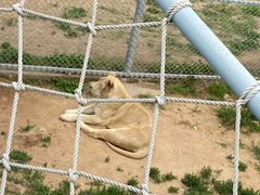 -西霞口神雕山野生动物世界