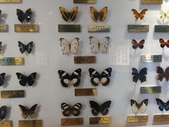 -上海昆虫博物馆