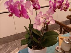 -翠湖宾馆·中餐厅