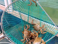 -丫丫蟹庄·苏式园林农家乐·阳澄湖大闸蟹(阳澄湖莲花岛店)