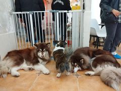 -Let's go狗咖·猫咖·奶狗·桌游(春熙路IFS店)