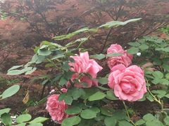 -玄武湖景区-情侣园游乐场