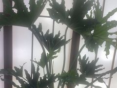 -桃夭日式料理(国信店)