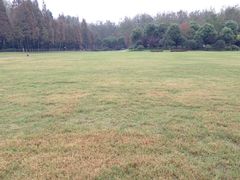 -合肥滨湖国家森林公园