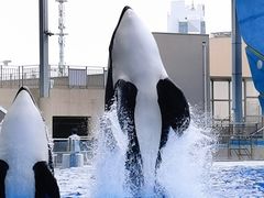 -上海海昌海洋公园
