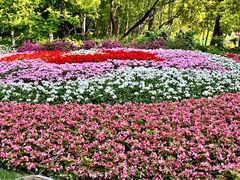 -上海共青森林公园