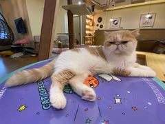 -滚猫咖啡·猫咖·猫友好撸猫(未来城店)