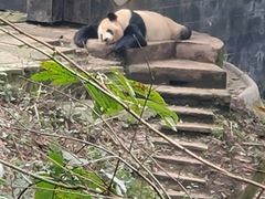 -中国大熊猫保护研究中心雅安碧峰峡基地