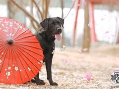 -超宠爱宠物摄影-Super pet
