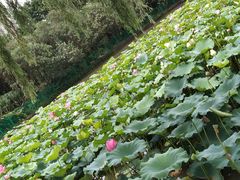 -黄兴公园