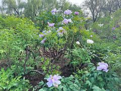 -洛阳市隋唐城遗址植物园
