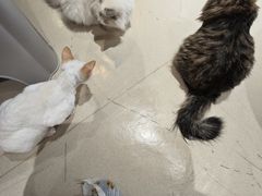 -藏猫猫咖啡主题馆(中央大道店)