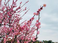 -上海辰山植物园