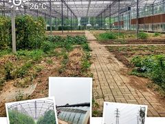 -甜心庄园·甜心草莓采摘园(西青中北店)