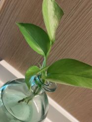 -安吉拉青春化管理中心
