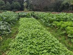 -芦茨金富饭庄·25年老字号·专做稻草鸡