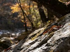 -黑河国家森林公园