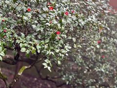 -普陀山风景区-佛顶山