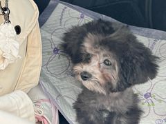 -翊宠yipet猫狗购宠庄园犬舍•猫舍