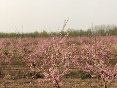 -汉长安城未央宫国家考古遗址公园
