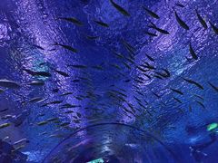 -上海海昌海洋公园