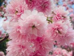 -天适樱花悠乐园