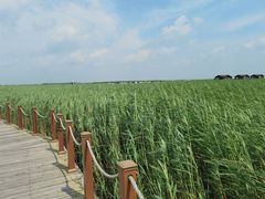 -黑龙江扎龙生态旅游区