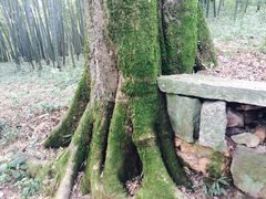 -西湖风景区十里琅珰-五云山