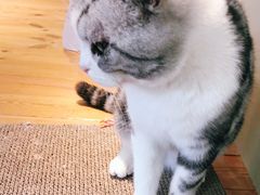 -逗柴咖啡屋·狗咖猫咖宠物桌游