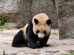 -中国大熊猫保护研究中心雅安碧峰峡基地