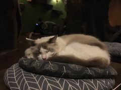 -猫猫幼稚园·撸猫·桌游·电玩