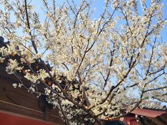 -广富林郊野公园