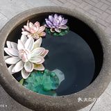 尝鲜鲅鱼水饺