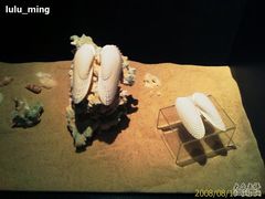 -亚龙湾中心广场·贝壳馆