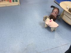 -博特宠物医院24h犬猫全科.骨科·异宠