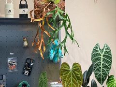-Dogi&kiki Coffee(中心商务大厦店)