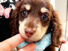 -萌宠之家·腊肠犬·马尔泰·小体犬舍