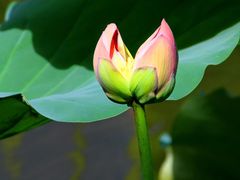 -荔湾湖公园