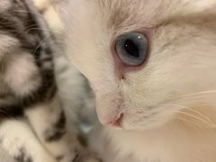 -三花喵·撸猫购宠·宠物生活馆(虹桥南丰城店)