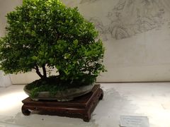 -盆景园(扬州大运河文化旅游度假区)