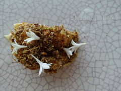 Slipper lobster-码头餐厅