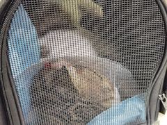 -佳怡动物医院·平价24小时·猫专科骨外科