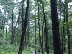 -五营红松林海景区